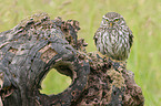 little owl