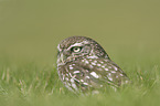 little owl