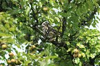 little owl