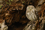 little owl
