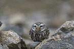 sitting little Owl