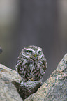 sitting little Owl