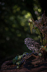 little owl