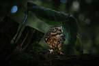 little owl