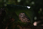 little owl