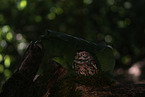 little owl