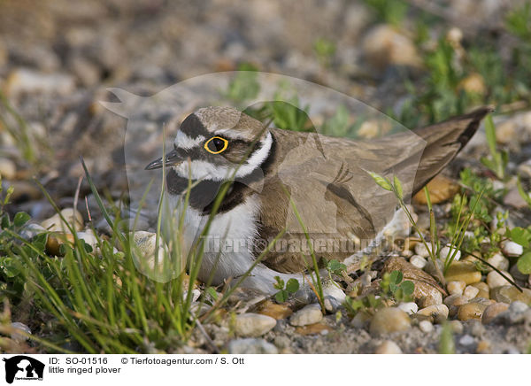 Flussregenpfeifer / little ringed plover / SO-01516