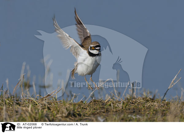 Fluregenpfeifer / little ringed plover / AT-02068