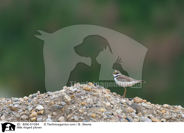 Fluregenpfeifer / little ringed plover / BSK-01084