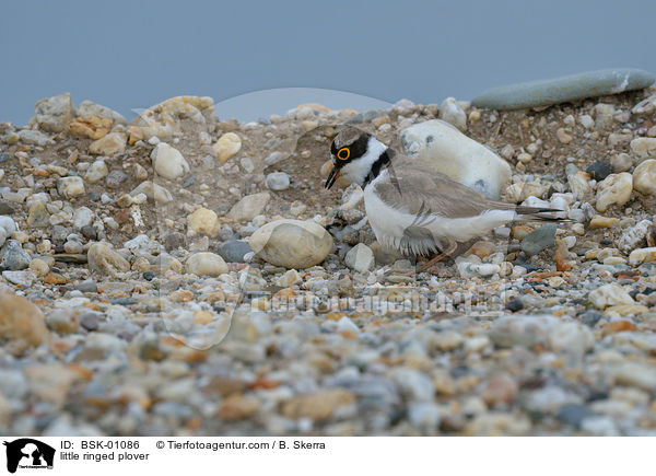 Fluregenpfeifer / little ringed plover / BSK-01086