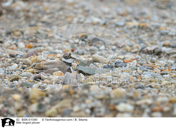 Fluregenpfeifer / little ringed plover / BSK-01090