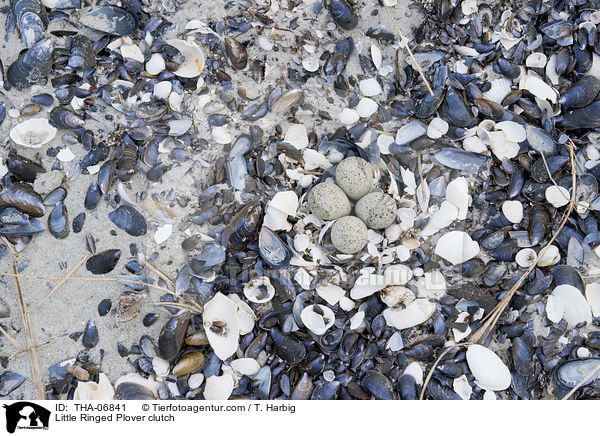Fluregenpfeifer Gelege / Little Ringed Plover clutch / THA-06841