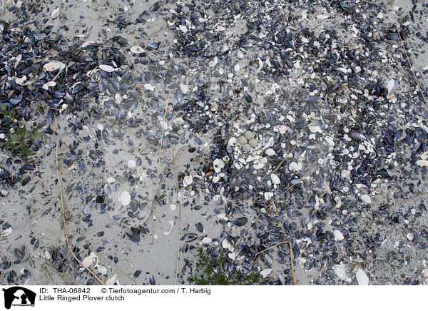 Little Ringed Plover clutch / THA-06842
