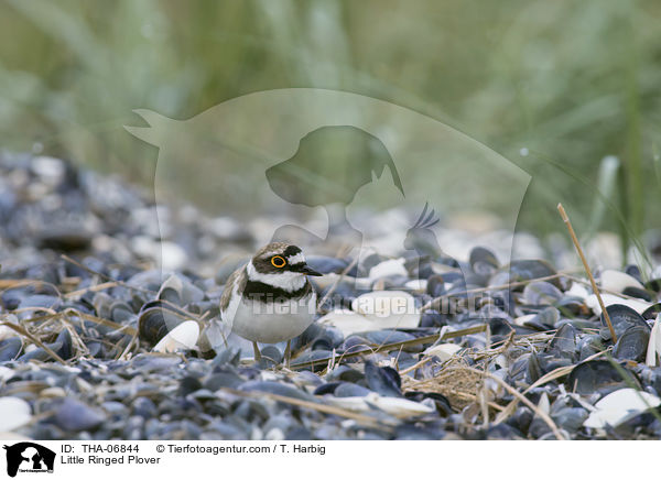 Fluregenpfeifer / Little Ringed Plover / THA-06844