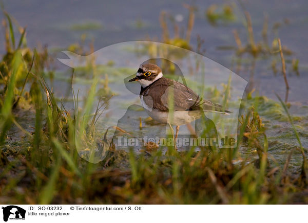 Fluregenpfeifer / little ringed plover / SO-03232