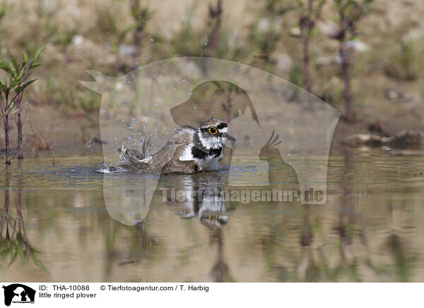 Fluregenpfeifer / little ringed plover / THA-10088