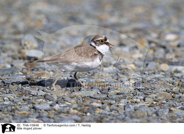 Flußregenpfeifer / little ringed plover / THA-10848