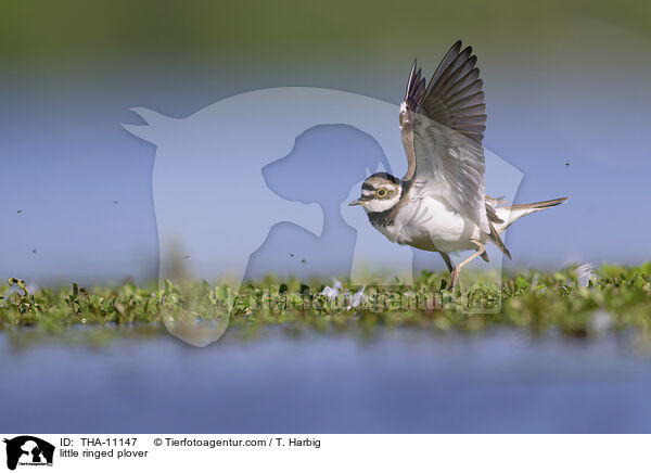Fluregenpfeifer / little ringed plover / THA-11147