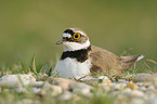little ringed plover