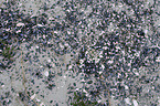 Little Ringed Plover clutch