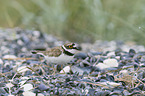 Little Ringed Plover