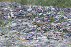 Little Ringed Plover