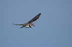 flying Little Ringed Plover