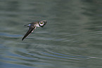 flying Little Ringed Plover
