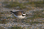 little ringed plover