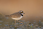 little ringed plover