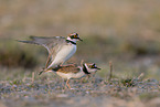 little ringed plover