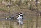 little ringed plover