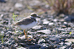 little ringed plover