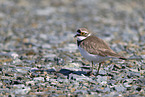 little ringed plover