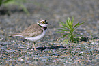 little ringed plover