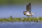 little ringed plover