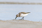 little stint