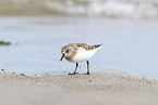 little stint