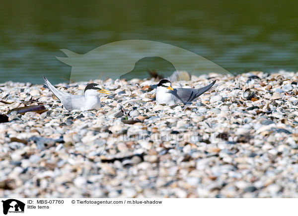 Zwergseeschwalben / little terns / MBS-07760