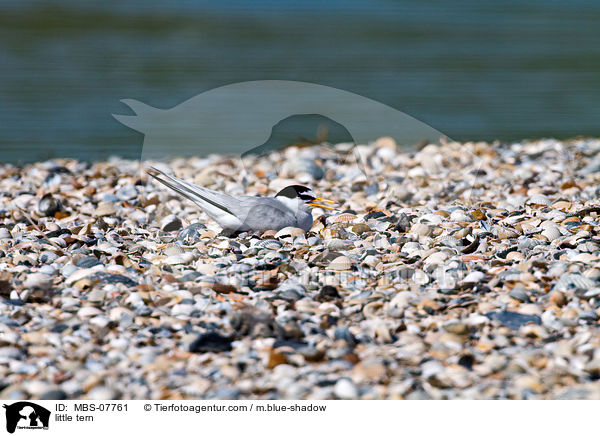 Zwergseeschwalbe / little tern / MBS-07761