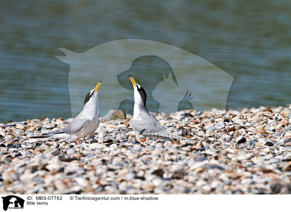 Zwergseeschwalben / little terns / MBS-07762