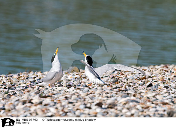 Zwergseeschwalben / little terns / MBS-07763