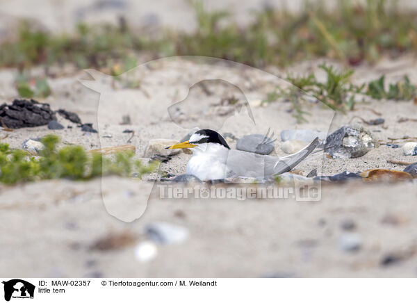 Zwergseeschwalben / little tern / MAW-02357