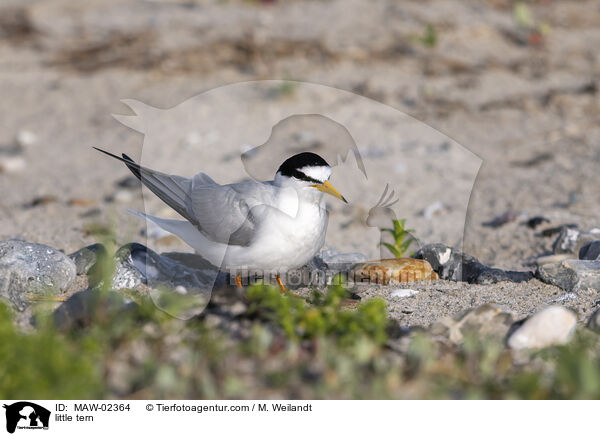 Zwergseeschwalben / little tern / MAW-02364