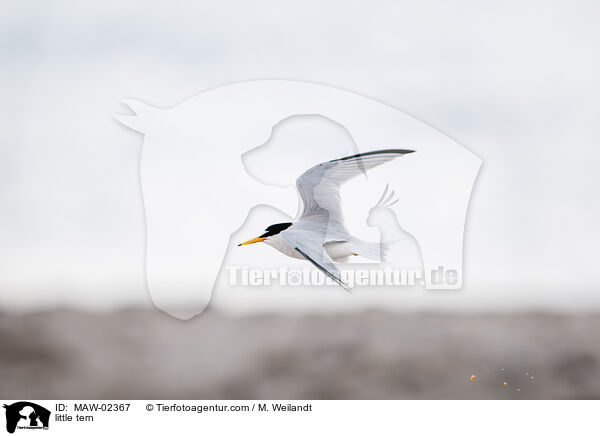 Zwergseeschwalben / little tern / MAW-02367