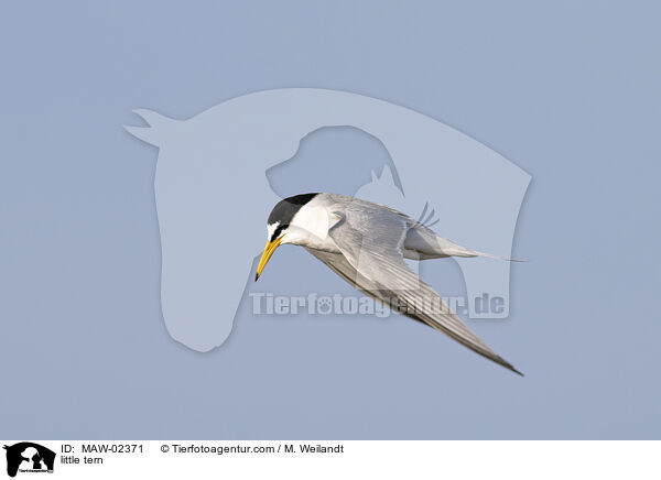 Zwergseeschwalben / little tern / MAW-02371
