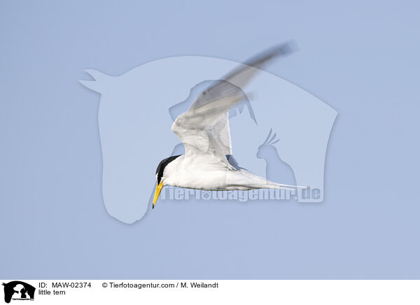 Zwergseeschwalben / little tern / MAW-02374