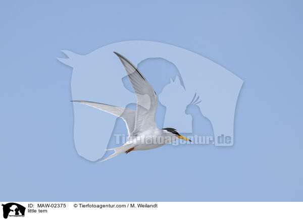 Zwergseeschwalben / little tern / MAW-02375