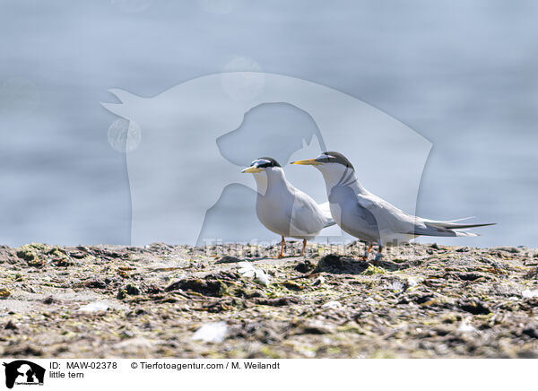 Zwergseeschwalben / little tern / MAW-02378