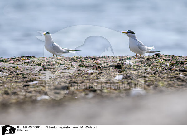 Zwergseeschwalben / little tern / MAW-02381